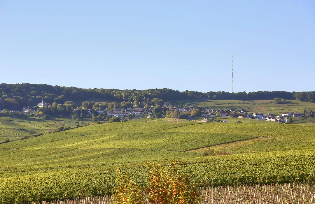 Les Grains d'Argent Dizy - Epernay-1