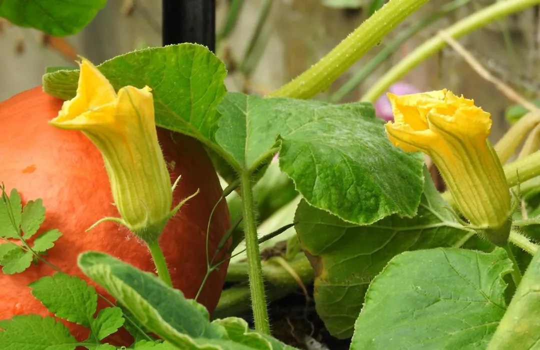Le Jardin Des Erables-1