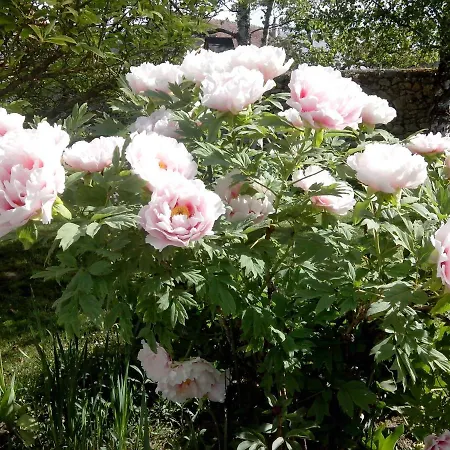 Les Hirondelles-2
